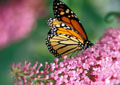 Monarch butterfly